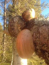 Piptoporus betulinus image