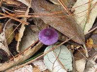 Inocybe geophylla var. lilacina image