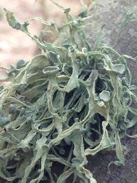 Ramalina leptocarpha image