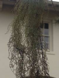 Ramalina menziesii image