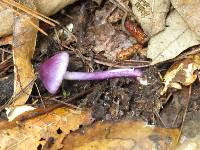 Inocybe geophylla var. lilacina image