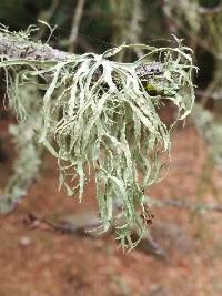 Ramalina farinacea image