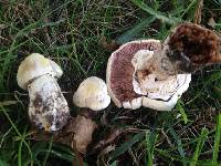 Agaricus xanthodermus image