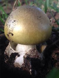 Amanita phalloides image