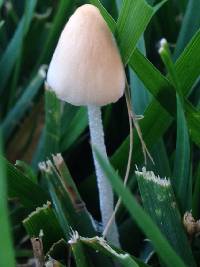 Conocybe apala image