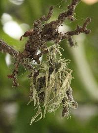 Ramalina subleptocarpha image