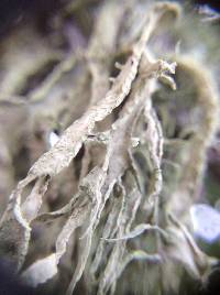 Ramalina subleptocarpha image