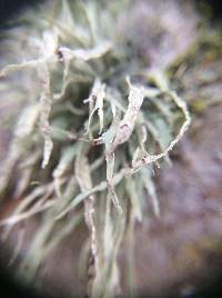 Ramalina farinacea image