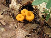 Cantharellus ignicolor image