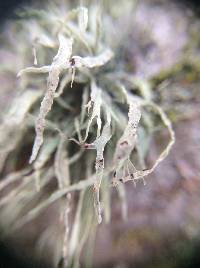 Ramalina farinacea image