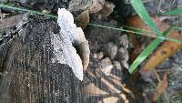 Trametes versicolor image