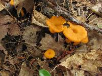 Cantharellus ignicolor image