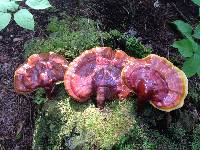 Ganoderma tsugae image