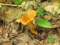 Cantharellus ignicolor image