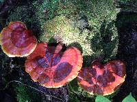 Ganoderma tsugae image