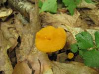 Cantharellus ignicolor image