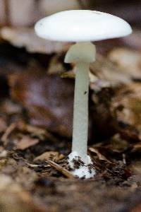 Amanita bisporigera image