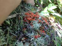 Cladonia cristatella image