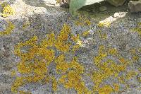 Xanthoria parietina var. parietina image