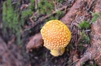 Amanita muscaria image
