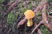 Amanita muscaria image