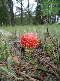 Amanita muscaria image