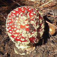 Amanita muscaria image