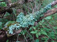 Punctelia subflava image