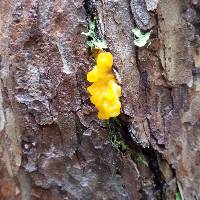 Tremella mesenterica image