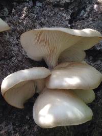 Pleurotus ostreatus image