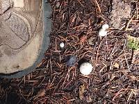 Lycoperdon subcretaceum image