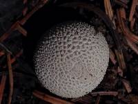 Lycoperdon subcretaceum image