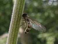 Entomophthora muscae image