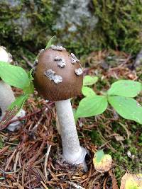 Amanita constricta image