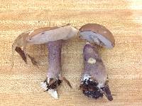 Tylopilus plumbeoviolaceus image