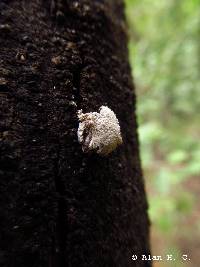 Schizophyllum commune image