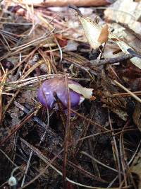 Cortinarius iodes image