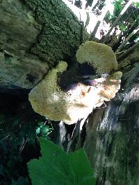 Polyporus squamosus image