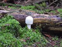 Agaricus arvensis image