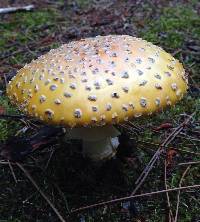 Amanita muscaria image