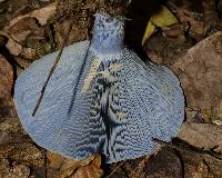 Lactarius indigo image