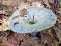 Lactarius indigo image