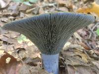 Lactarius indigo image