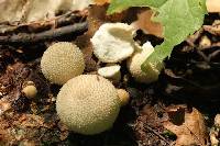 Lycoperdon perlatum image