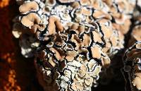 Rhizoplaca peltata image