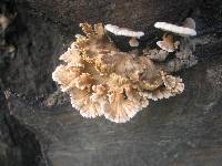 Schizophyllum commune image