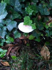 Chlorophyllum rhacodes image