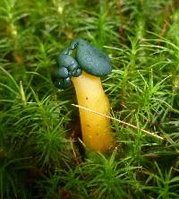 Leotia viscosa image