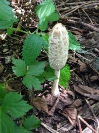 Coprinus comatus image