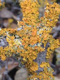 Xanthoria parietina var. parietina image